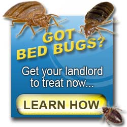 Landlord bed bugs